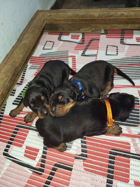 Doberman štenci